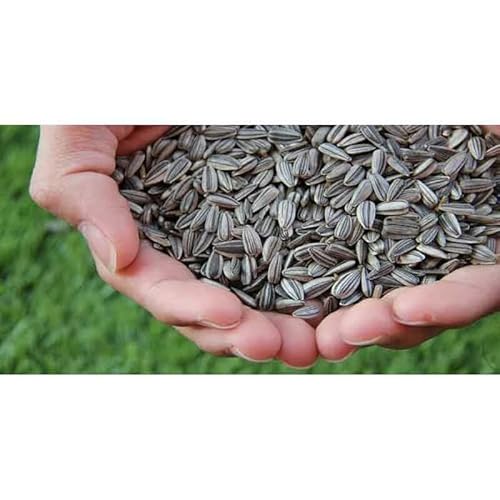 Neel Ayurvedics Surajmukhi Beej | Sonnenblumenkerne - 250 g Neel Ayurvedics Surajmukhi Beej | Sonnenblumenkerne - 250 g von Neel Ayurvedics