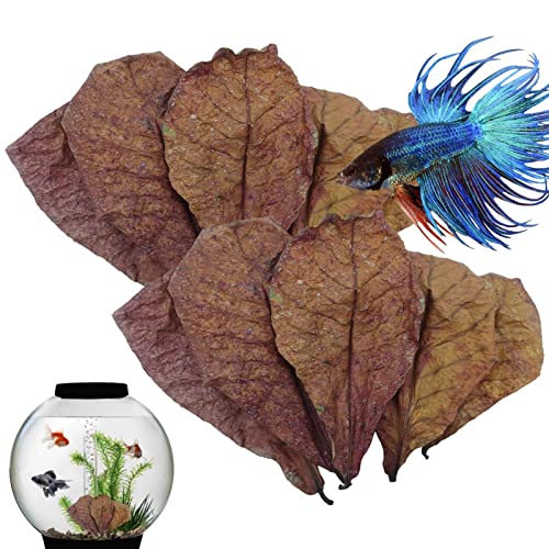 Betta-Garnelenblätter – natürliche Blätter für Garnelenbecken, Mandelblätter für Betta-Fische, PH-Balance-Wasseraufbereiter für Aquarien, Schildkrötenbecken, Fischbecken für Schildkröten, Garnelen, We Betta-Garnelenblätter – natürliche Blätter für Garnelenbecken, Mandelblätter für Betta-Fische, PH-Balance-Wasseraufbereiter für Aquarien, Schildkrötenbecken, Fischbecken für Schildkröten, Garnelen, We von Nuyhadds