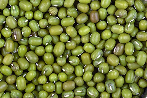 PLAT FIRM GERMINATIONSAMEN: 1010 Mung Bean Samen - Sprouts - micro greens organisch von SVI