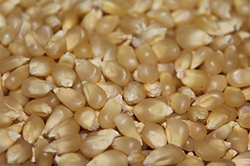 PLAT FIRM GERMINATIONSAMEN: 250+ Samen: Popcorn Samen: Pennsylvania Dutch er Popcorn Fresh Seed KOSTENLOSER Versand PLAT FIRM GERMINATIONSAMEN: 250+ Samen: Popcorn Samen: Pennsylvania Dutch er Popcorn Fresh Seed KOSTENLOSER Versand von PLAT FIRM
