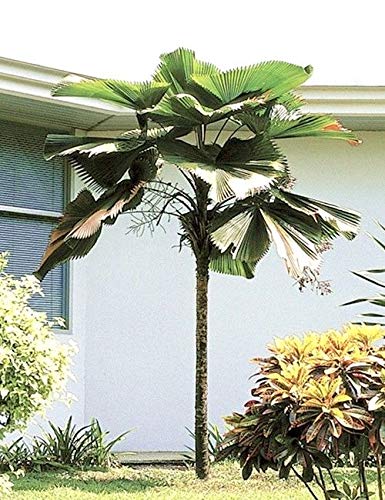 PLAT FIRM GERMINATIONSAMEN: 40 Samen Licuala grandis NEUE ERNTE gekräuselten Fan Palm atemberaubenden Palmenblatt C410 PLAT FIRM GERMINATIONSAMEN: 40 Samen Licuala grandis NEUE ERNTE gekräuselten Fan Palm atemberaubenden Palmenblatt C410 von PLAT FIRM