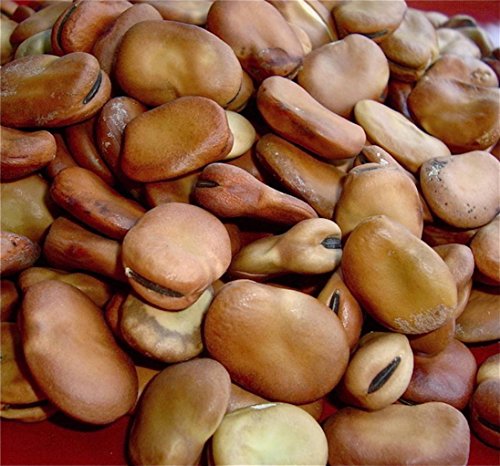 PLAT FIRM GERMINATIONSAMEN: 50 Samen: Bohnen Fava Broad Windsor 25 50 100 200 B Samen Non GMO 2018 freies Verschiffen PLAT FIRM GERMINATIONSAMEN: 50 Samen: Bohnen Fava Broad Windsor 25 50 100 200 B Samen Non GMO 2018 freies Verschiffen von PLAT FIRM