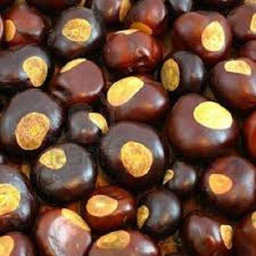 PLAT FIRM GERMINATIONSAMEN: Buckeye-Muttern Ohio State Buckeyes 50 Nuts - Ernte, Kunsthandwerk, Schmuck, viel Glück PLAT FIRM GERMINATIONSAMEN: Buckeye-Muttern Ohio State Buckeyes 50 Nuts - Ernte, Kunsthandwerk, Schmuck, viel Glück von PLAT FIRM