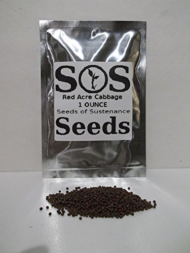 PLAT FIRM GERMINATIONSAMEN: Ein (1) Ounce Oz - 8.400 Non-GMO Red Acre Kohl SOS GemÃƒ¼sesamen Garten von PLAT FIRM