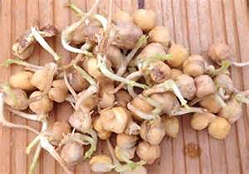 PLAT FIRM GERMINATIONSAMEN: Garbanzo Bohnen-Samen, Microgreen, Sprießen, 15 OZ, Bio-Saatgut, NON GMO - Countr PLAT FIRM GERMINATIONSAMEN: Garbanzo Bohnen-Samen, Microgreen, Sprießen, 15 OZ, Bio-Saatgut, NON GMO - Countr von PLAT FIRM