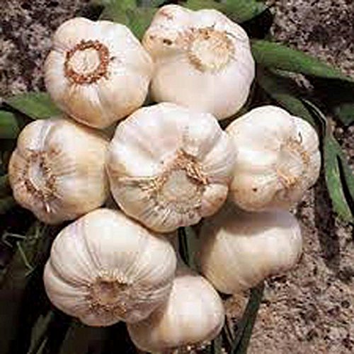 PLAT FIRM GERMINATIONSAMEN: KNOBLAUCHS 9 Unzen Birne, frische kalifornische SOFTNECK Knoblauchknolle, PFLANZEN & WACHSEN PLAT FIRM GERMINATIONSAMEN: KNOBLAUCHS 9 Unzen Birne, frische kalifornische SOFTNECK Knoblauchknolle, PFLANZEN & WACHSEN von PLAT FIRM