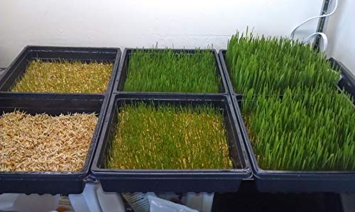 PLAT FIRM GERMINATIONSAMEN: SprieÃŸen Quecke, HARD RED SPRING, ORGANIC 1/4 LB Nicht ohne Gentechnik Versand von PLAT FIRM