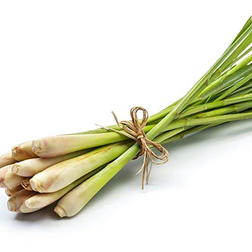 1kg Frisches Zironengras - Pamai Pai® - Thailand Lemongras Sereh Lemongrass frisch von Pamai Pai