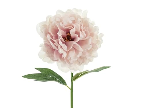 Künstliche Pfingstrose – 35 cm – Blassrosa – Realistische Seidenblume für Vase, Hochzeit, Frühling & Tischdeko Künstliche Pfingstrose – 35 cm – Blassrosa – Realistische Seidenblume für Vase, Hochzeit, Frühling & Tischdeko von PartyDeco