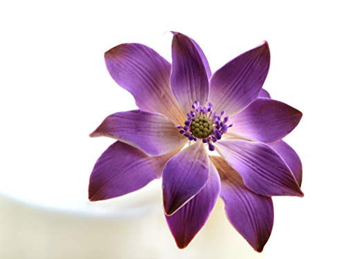 Feinzucker Blüte Tranquil Water Purple von Pati-Versand