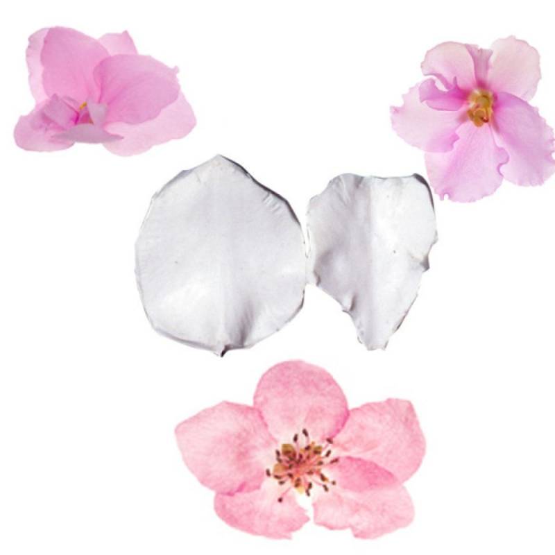 SK Veiner Camellia Präger 4,5 cm von Pati-Versand