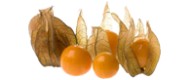 Physalis von Deutschland