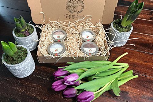 Geschenkset '4 Piccoli Sale' - 4 x Fingersalzdose Fleur de Sel, Kala Namak, Rosésalz & Sonnenflocken von Pfefferbraut