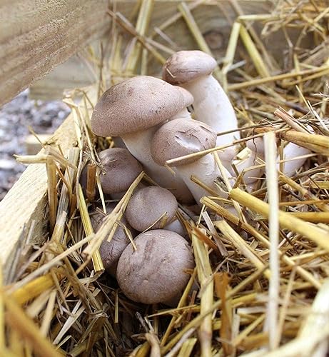 Bio Kräuterseitling Körnerbrut - Pilze selber züchten von Pilzmännchen