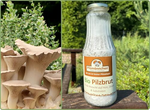 Bio Kräuterseitling Körnerbrut - Pilze selber züchten Bio Kräuterseitling Körnerbrut - Pilze selber züchten von Pilzmännchen