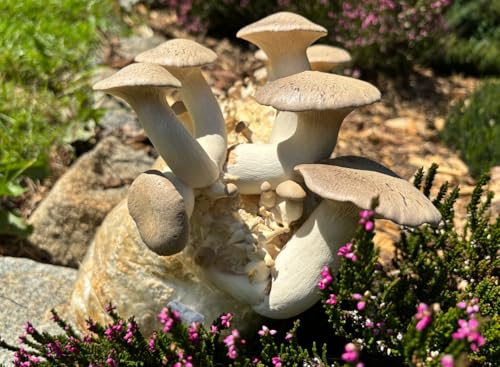 Bio Kräuterseitling Pilzzuchtkultur klein - Pilze selber züchten Bio Kräuterseitling Pilzzuchtkultur klein - Pilze selber züchten von Pilzmännchen