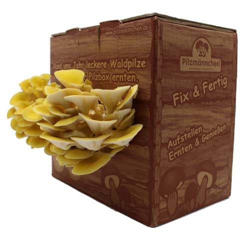 Bio Limonenpilz Pilzzuchtbox - Pilze selber züchten Bio Limonenpilz Pilzzuchtbox - Pilze selber züchten von Pilzmännchen
