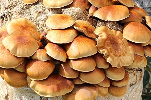 Bio Nameko Körnerbrut - Pilze selber züchten von Pilzmännchen