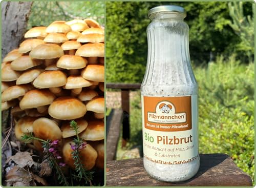 Bio Nameko Körnerbrut - Pilze selber züchten von Pilzmännchen