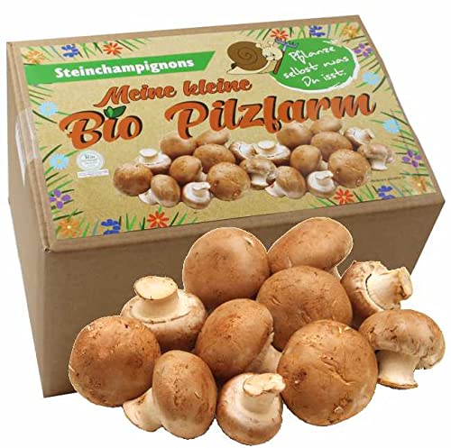 Bio Steinchampignon Komplettset 5kg - Pilze selber züchten Bio Steinchampignon Komplettset 5kg - Pilze selber züchten von Pilzmännchen