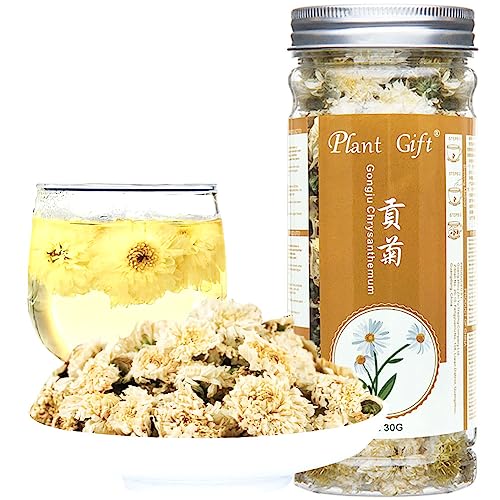 Plant Gift Huangshan Gongju Yellow Chrysanthemum Tea, 贡菊 Huangshan Gongju Gelb Chrysantheme Tee, Abnehmen Schönheit Hautpflege Gesundheit Kräuter Chinesische Blume 30g / 1oz Plant Gift Huangshan Gongju Yellow Chrysanthemum Tea, 贡菊 Huangshan Gongju Gelb Chrysantheme Tee, Abnehmen Schönheit Hautpflege Gesundheit Kräuter Chinesische Blume 30g / 1oz von Plant Gift