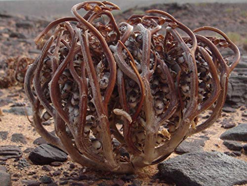 Portal Cool 10 Samen: Anastatica hierochuntica Samen er Echte Rose n Jericho Marys Portal Cool 10 Samen: Anastatica hierochuntica Samen er Echte Rose n Jericho Marys von Portal Cool