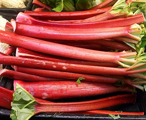 Portal Cool 100 Samen: 25-200 Samen-Rhabarber Victoria Erbstück schmeckt gut, frisch oder Pie Jam-Sauce Portal Cool 100 Samen: 25-200 Samen-Rhabarber Victoria Erbstück schmeckt gut, frisch oder Pie Jam-Sauce von Portal Cool