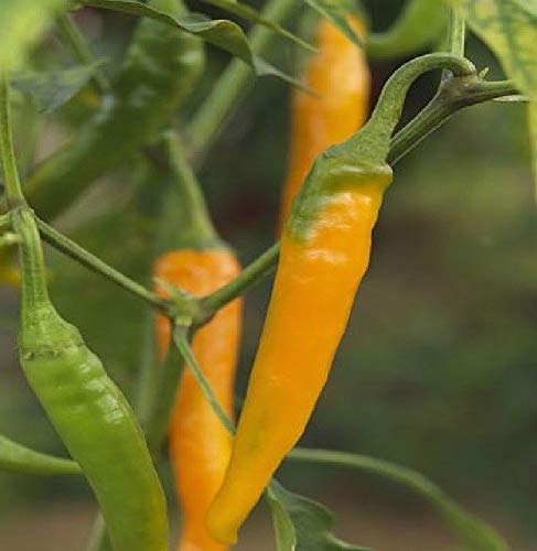 Portal Cool 10X Chili orange Cayenne Hot Sauces Seeds - - Garten New B911 Portal Cool 10X Chili orange Cayenne Hot Sauces Seeds - - Garten New B911 von Portal Cool