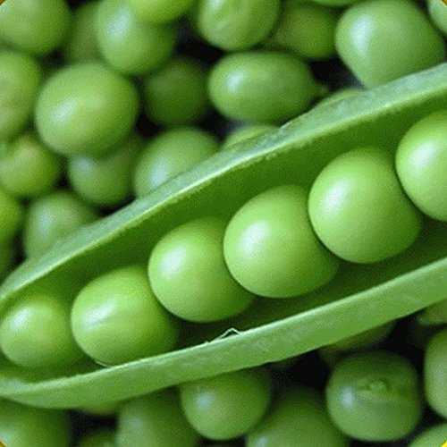 Portal Cool 150 Lincoln Shell Gar Pea Seeds - Evere Farms Mylar-Samen-Paket Portal Cool 150 Lincoln Shell Gar Pea Seeds - Evere Farms Mylar-Samen-Paket von Portal Cool