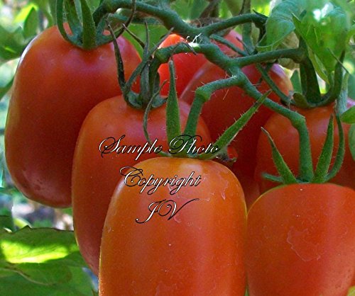 Portal Cool 40 Samen mit Tracking: Roma Paste Flchtomate Samen Nicht ohne Gentechnik Sauce Einfrieren -Fresh Gourmet Flar Portal Cool 40 Samen mit Tracking: Roma Paste Flchtomate Samen Nicht ohne Gentechnik Sauce Einfrieren -Fresh Gourmet Flar von Portal Cool