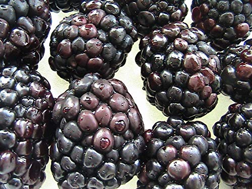 Portal Cool Autumnberry 15 Seeds: 5-15 Fruchtsamen U wählen (Teil 3) gute Auswahl an Hardy Obstsorten von Portal Cool