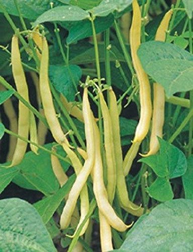 Portal Cool B Samen Yellow Wax Bush Bohnen Gemüse 50 Samen Portal Cool B Samen Yellow Wax Bush Bohnen Gemüse 50 Samen von Portal Cool