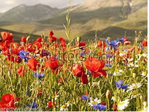 Portal Cool Barley Mix: 100G: Komplette Cornfield e nsamen, Gerste, & Werfen w 25G bis 10kg Portal Cool Barley Mix: 100G: Komplette Cornfield e nsamen, Gerste, & Werfen w 25G bis 10kg von Portal Cool