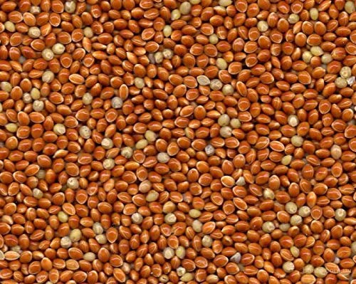 Portal Cool Braun - Panicum - 100+ Seeds - Erbstück! Portal Cool Braun - Panicum - 100+ Seeds - Erbstück! von Portal Cool