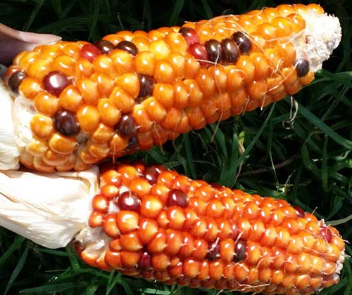 Portal Cool Corn Yellow Schokolade Othoi - Einer der Erstaunliche gelbe Schokolade Corn !!! Portal Cool Corn Yellow Schokolade Othoi - Einer der Erstaunliche gelbe Schokolade Corn !!! von Portal Cool
