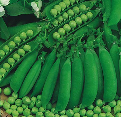 Portal Cool Gemüse - Pea - Petit Pois Wave - 500 Samen Portal Cool Gemüse - Pea - Petit Pois Wave - 500 Samen von Portal Cool