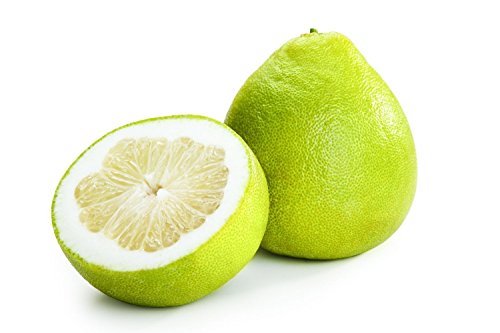 Portal Cool Honig Po Citrus Gis Pamplemousse Jabong Shad Seeds 10 Stück Portal Cool Honig Po Citrus Gis Pamplemousse Jabong Shad Seeds 10 Stück von Portal Cool