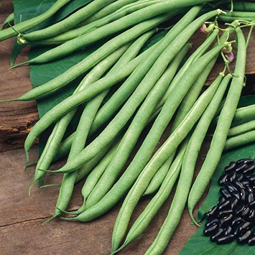 Portal Cool Kings Seeds - rn B Cobra - 50 Samen Portal Cool Kings Seeds - rn B Cobra - 50 Samen von Portal Cool