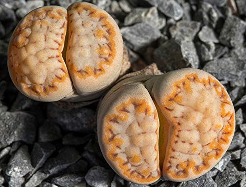 Portal Cool Lithops Julii fulleri C-259 15 Seeds Portal Cool Lithops Julii fulleri C-259 15 Seeds von Portal Cool