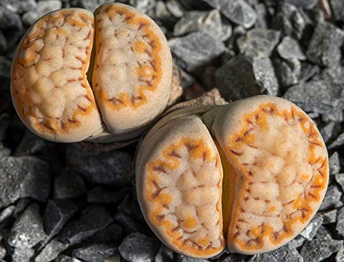 Portal Cool Lithops Julii fulleri C-259 15 Seeds von Portal Cool