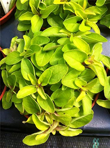Portal Cool Origanum taler, ener Oregano, Staude P9 Portal Cool Origanum taler, ener Oregano, Staude P9 von Portal Cool