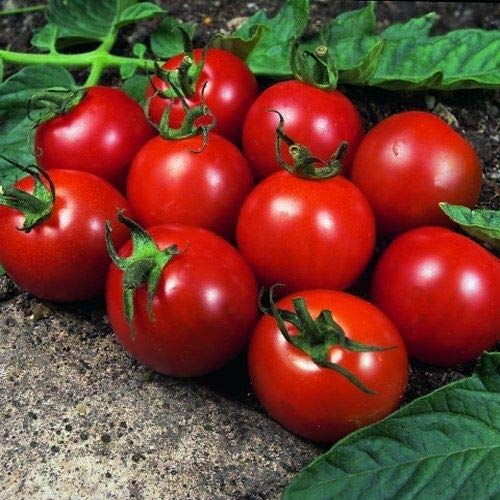Portal Cool Samen Paket: Gemüse, Tomate, Alicante 1700 Finest Samen GroÃŸ von Portal Cool
