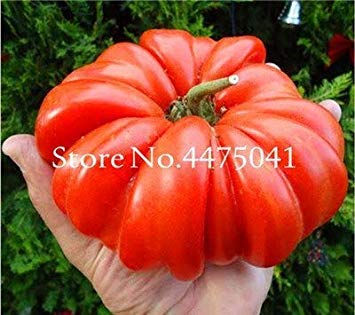 50 PC riesige große Tomate, Extra Groß Extra Gut Tasty Tomato Bio-Lebensmittel Obst Gemüse Easy Grow: 5 50 PC riesige große Tomate, Extra Groß Extra Gut Tasty Tomato Bio-Lebensmittel Obst Gemüse Easy Grow: 5 von Potseed