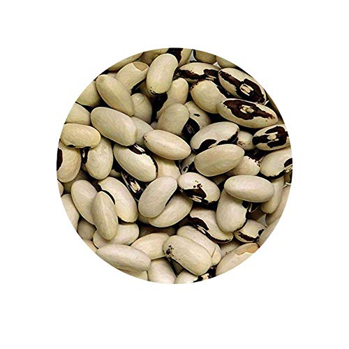 Goldene Wachsbohne Buschbohne 20 Samen Große Gemüse Frische Bio, wohlschmeckendes, gesund Goldene Wachsbohne Buschbohne 20 Samen Große Gemüse Frische Bio, wohlschmeckendes, gesund von Potseed