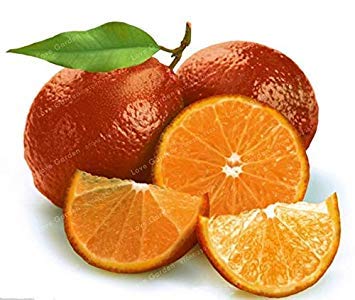 Potseed . 30 Stück Lemon Tree ist auch Blutorange Bio-Frucht hohe Überlebensrate Red Lime Gesunde Nahrung Hausgarten: 1 Potseed . 30 Stück Lemon Tree ist auch Blutorange Bio-Frucht hohe Überlebensrate Red Lime Gesunde Nahrung Hausgarten: 1 von Potseed