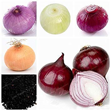 Potseed . Riesenzwiebel Frische Nahrhafte Non-GMO Bio-Gemüse Küche Würzen von Speisen Keimung 95% 100 Stück: Mix Potseed . Riesenzwiebel Frische Nahrhafte Non-GMO Bio-Gemüse Küche Würzen von Speisen Keimung 95% 100 Stück: Mix von Potseed