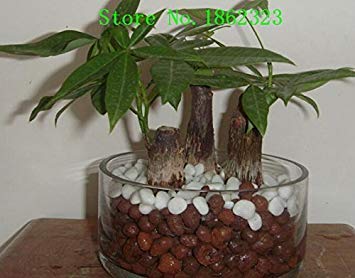 Potseed 100 / Bag Stevia Samen, Stevia Kräutersamen, natürlicher Zuckerersatz Kräutersamen Pflanze Hausgarten Potseed 100 / Bag Stevia Samen, Stevia Kräutersamen, natürlicher Zuckerersatz Kräutersamen Pflanze Hausgarten von Potseed