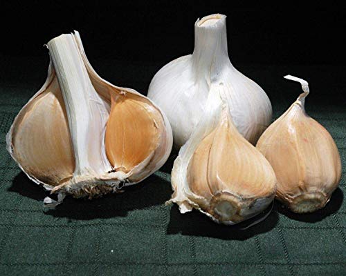 Potseed 100 Stück Knoblauch Samen Erbstück Bio-Birnen-Seed-Hausgarten, Gemüse, Kräuter Potseed 100 Stück Knoblauch Samen Erbstück Bio-Birnen-Seed-Hausgarten, Gemüse, Kräuter von Potseed