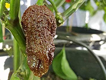 Potseed 14+ Bio Hot Chocolate Bhutlah Premium-Pfeffer-Samen-S 33 Potseed 14+ Bio Hot Chocolate Bhutlah Premium-Pfeffer-Samen-S 33 von Potseed