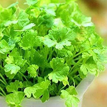Potseed 200 Koriandersamen Koriander, Gute Küche Kraut DIY Garten Gemüsesamen der Gute Geschmack, köstliche gesunde Potseed 200 Koriandersamen Koriander, Gute Küche Kraut DIY Garten Gemüsesamen der Gute Geschmack, köstliche gesunde von Potseed